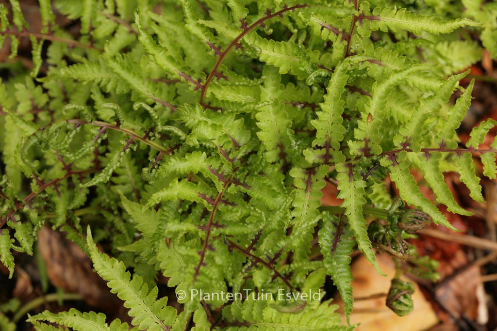 Athyrium niponicum ‚Red Beauty‘