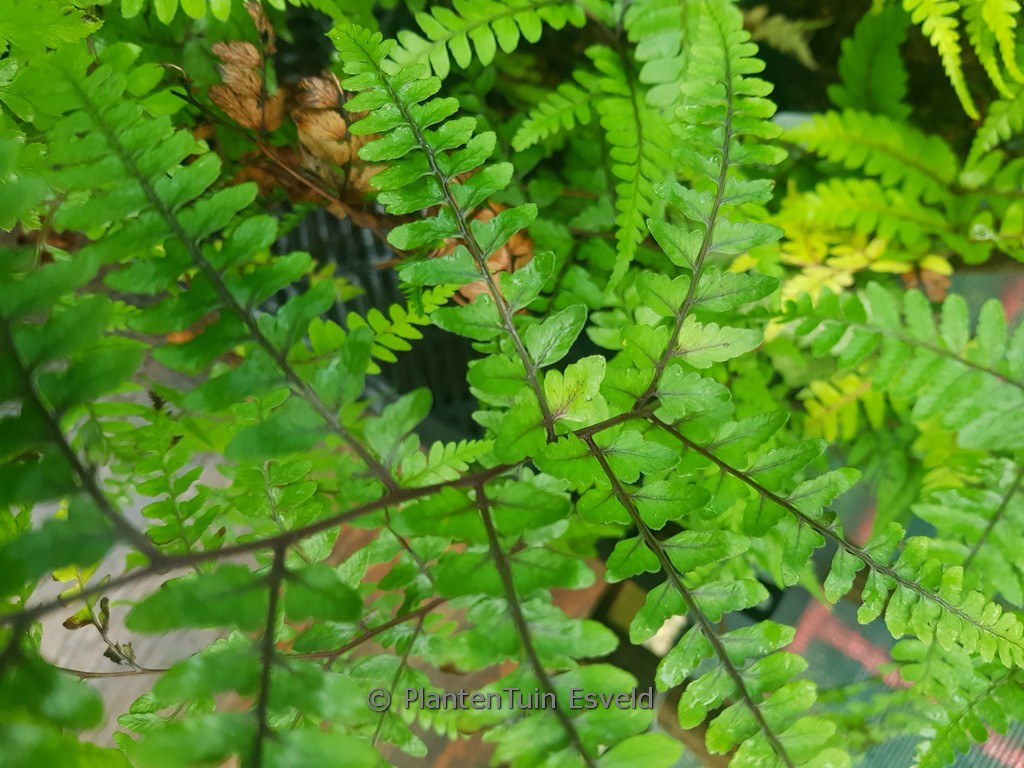 Athyrium otophorum ‚Okanum‘