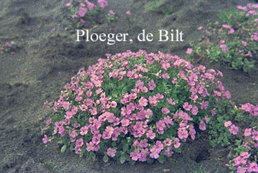 Aubrieta ‚Cascade Blue‘