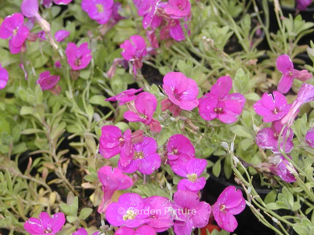Aubrieta gracilis ‚Kitte‘