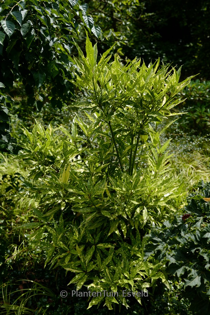 Aucuba japonica ‚Ashmount‘