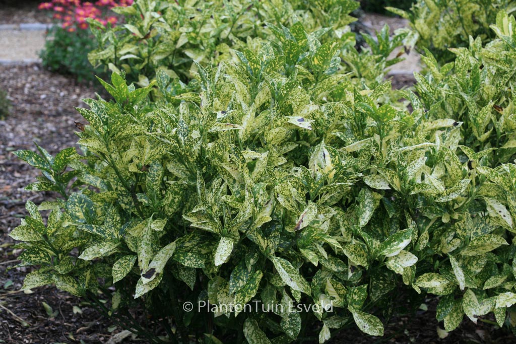Aucuba japonica ‚Golden King‘