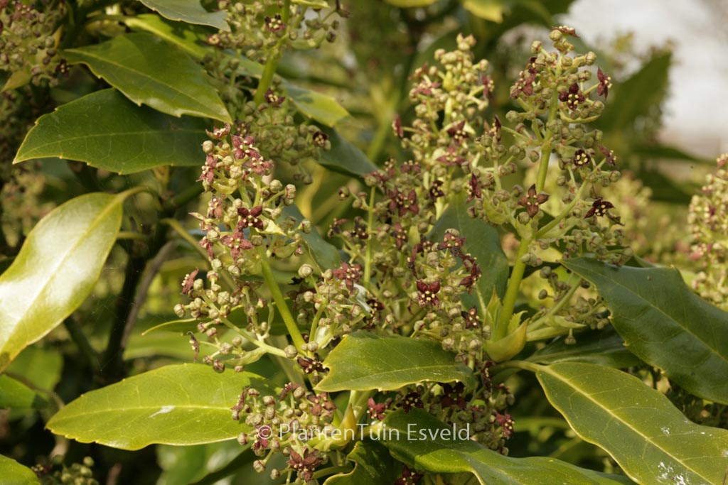 Aucuba japonica ‚Longifolia‘