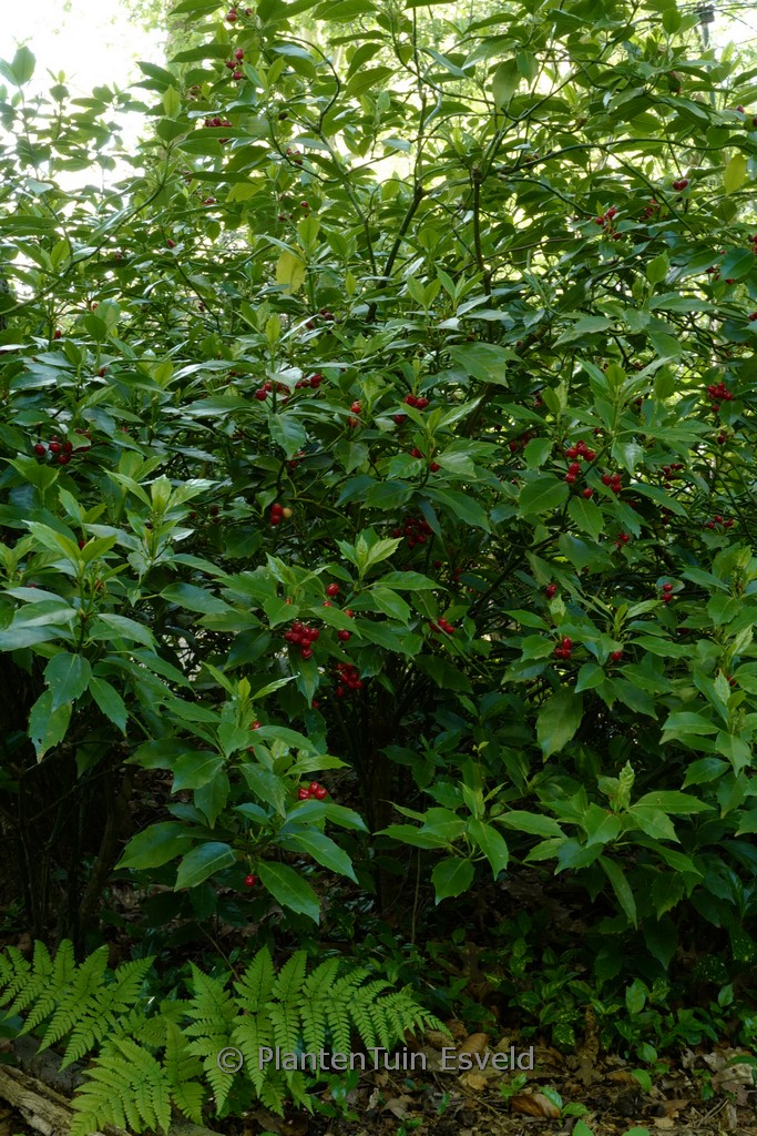 Aucuba japonica ‚Rozannie‘