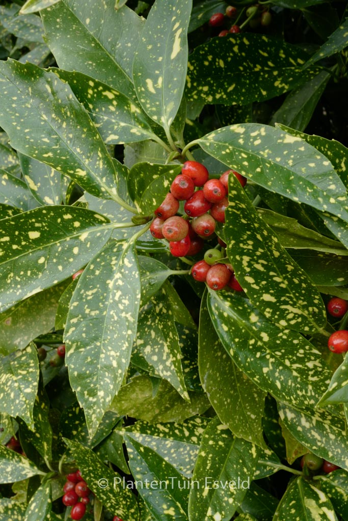Aucuba japonica ‚Variegata‘