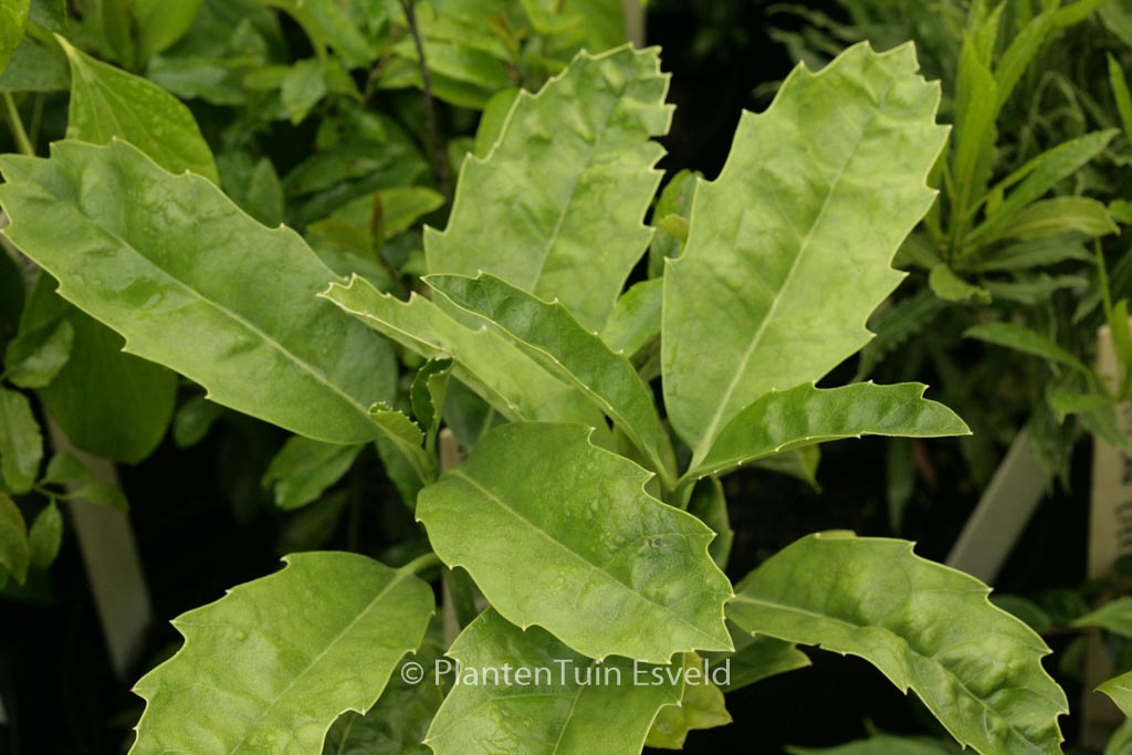 Aucuba omeiensis