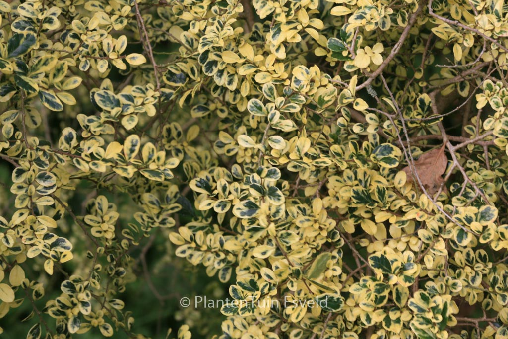 Azara microphylla ‚Variegata‘