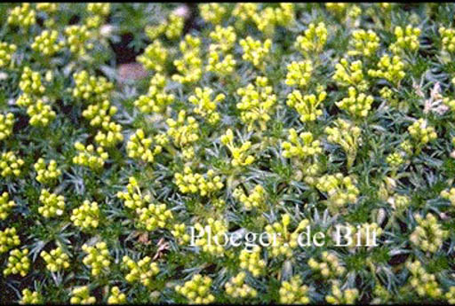 Azorella trifurcata ‚Nana‘