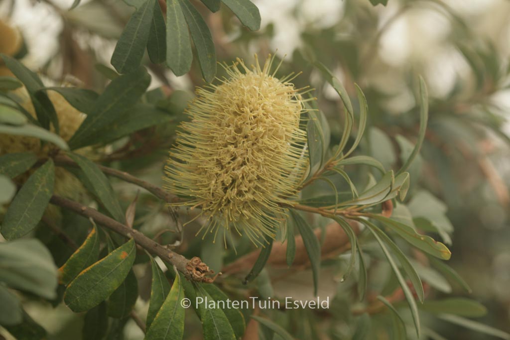 Banksia integrifolia