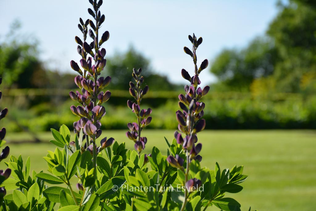 Baptisia ‚Dutch Chocolate‘ (DECADENCE)