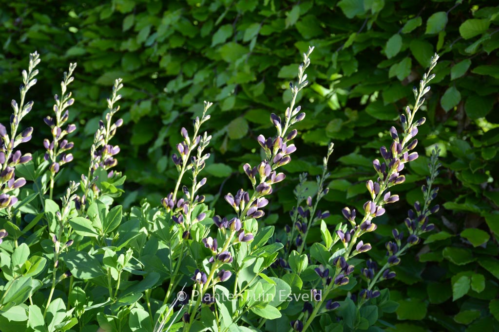 Baptisia ‚Indigo Spires‘