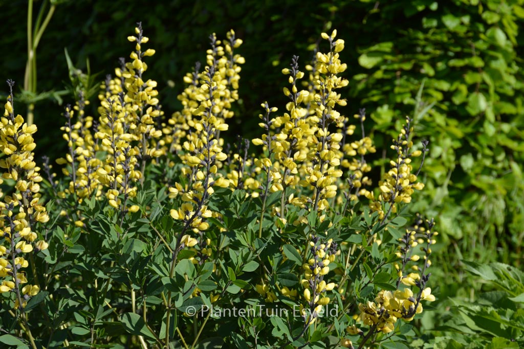 Baptisia ‚Lemon Meringue‘ (DECADENCE)