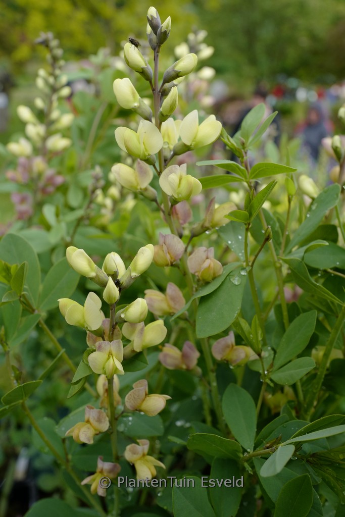 Baptisia ‚Pink Lemonade‘