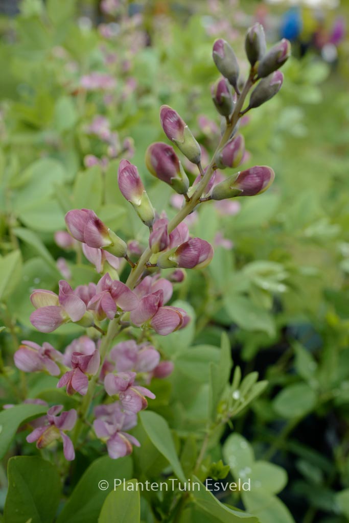 Baptisia ‚Pink Truffles‘