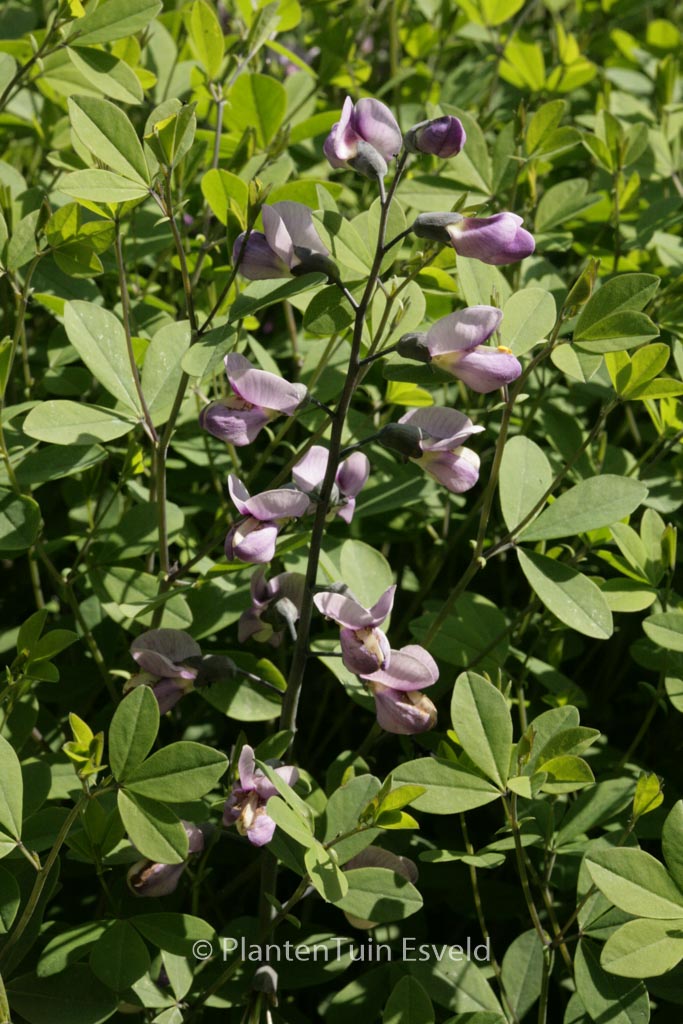 Baptisia ‚Purple Smoke‘