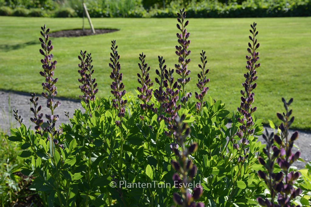 Baptisia ‚Twilite Prairieblues‘
