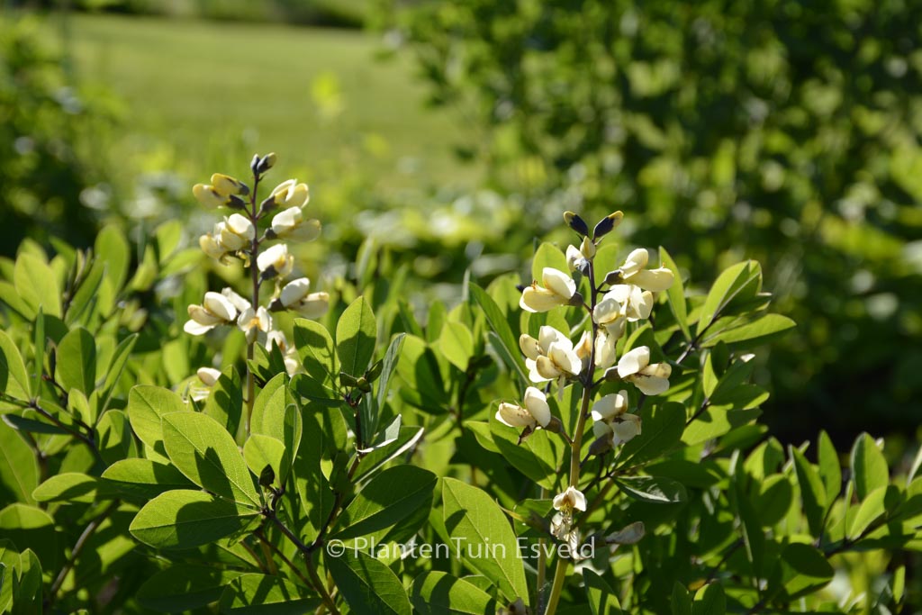 Baptisia ‚Vanilla Cream‘