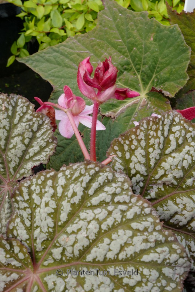 Begonia ‚Sterling Moon‘