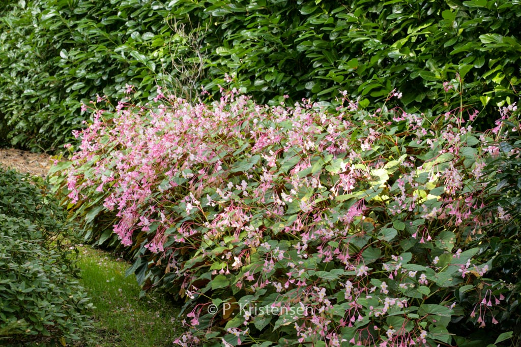 Begonia grandis ‚Evansiana‘