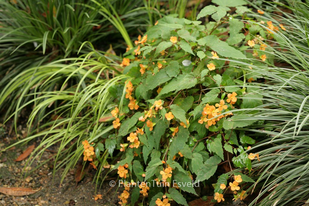 Begonia sutherlandii