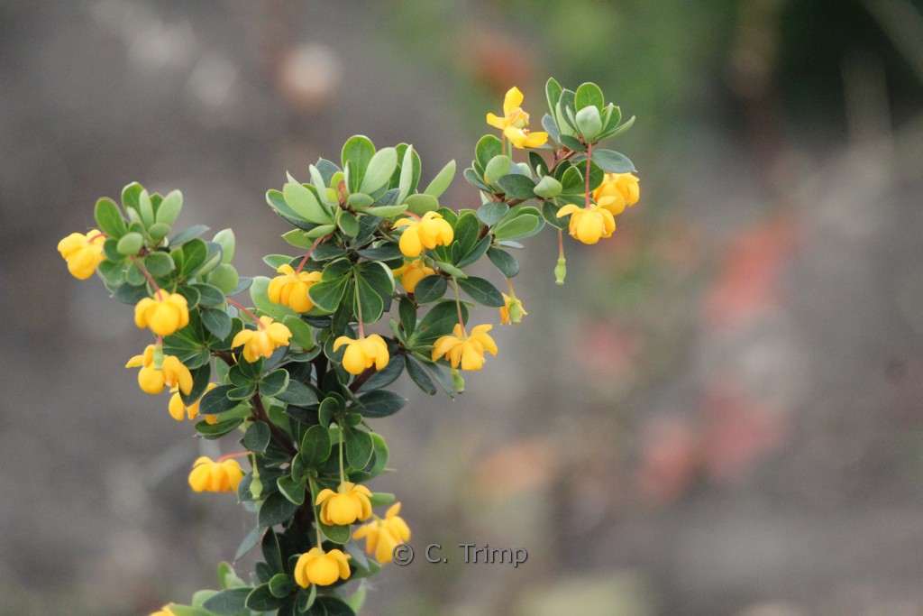 Berberis buxifolia ‚Nana‘