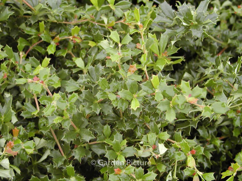 Berberis darwinii ‚Compacta‘