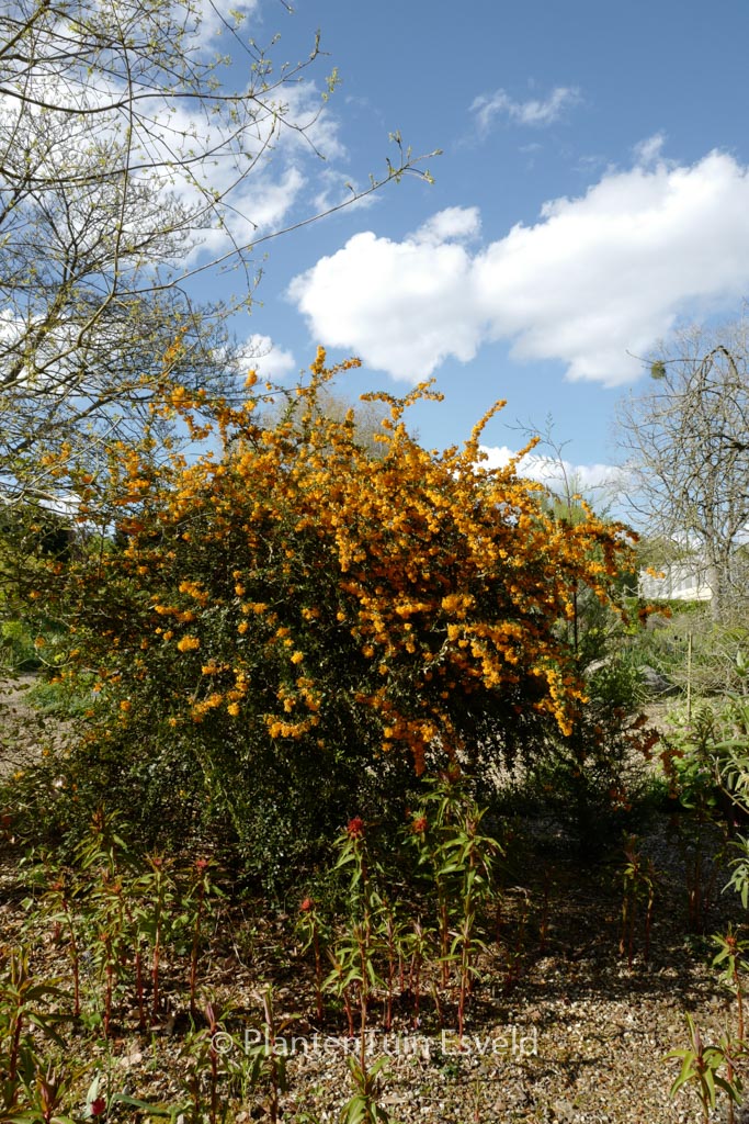 Berberis darwinii