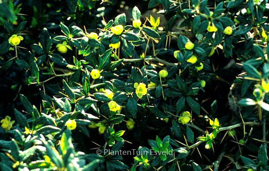 Berberis frikartii ‚Amstelveen‘