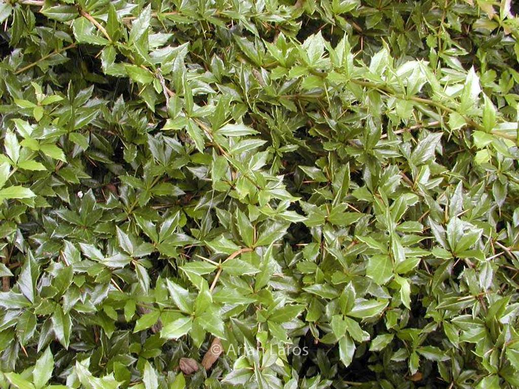 Berberis interposita ‚Wallich’s Purple‘