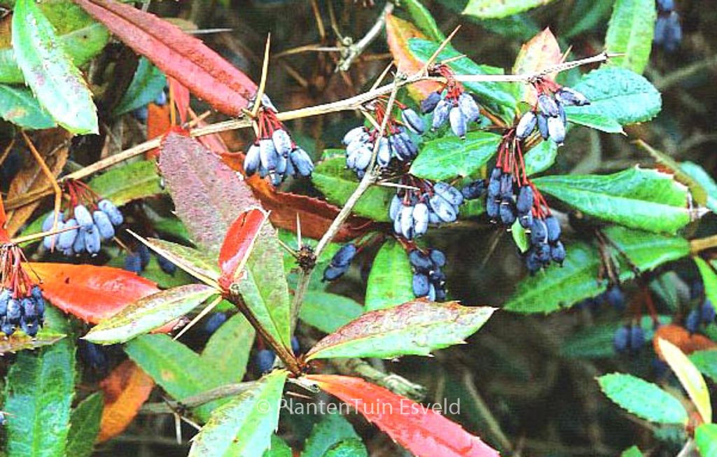 Berberis julianae