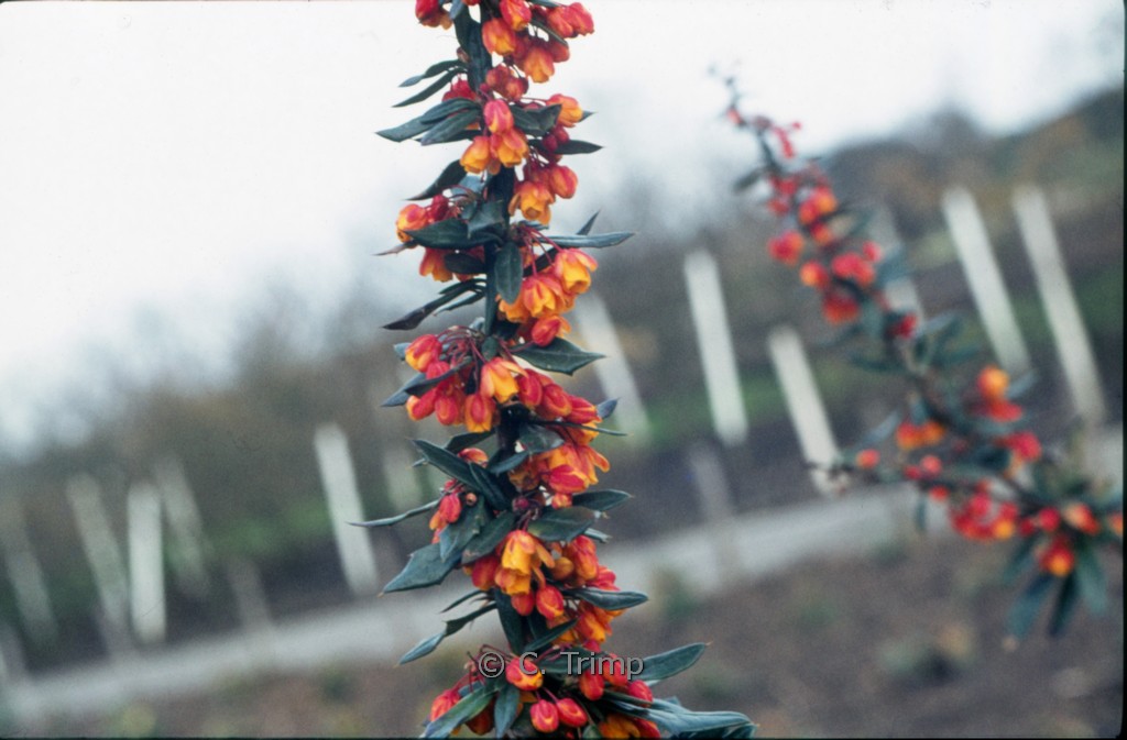 Berberis linearifolia ‚Orange King‘