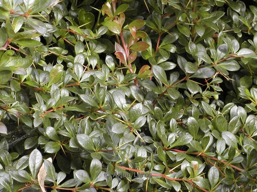 Berberis media ‚Red Jewel‘