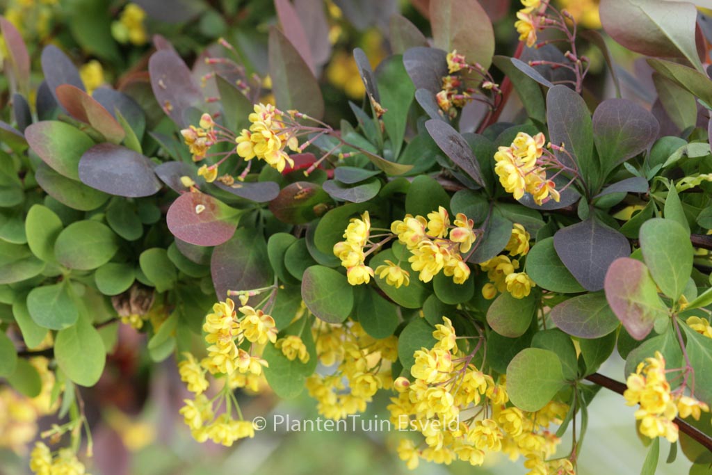 Berberis ottawensis ‚Superba‘