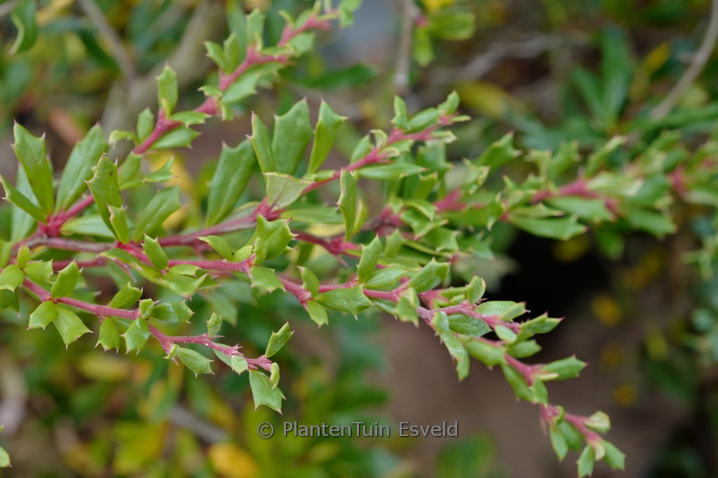 Berberis stenophylla ‚Irwinii‘