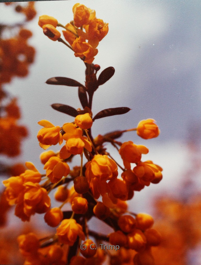 Berberis stenophylla