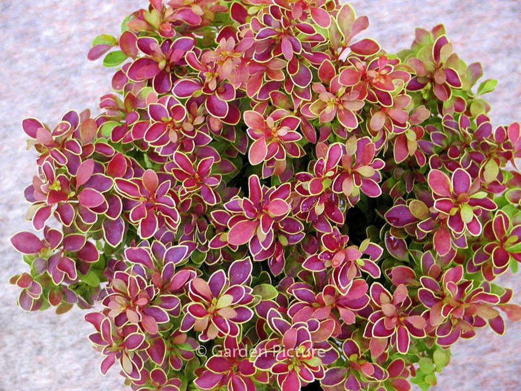 Berberis thunbergii ‚Admiration‘