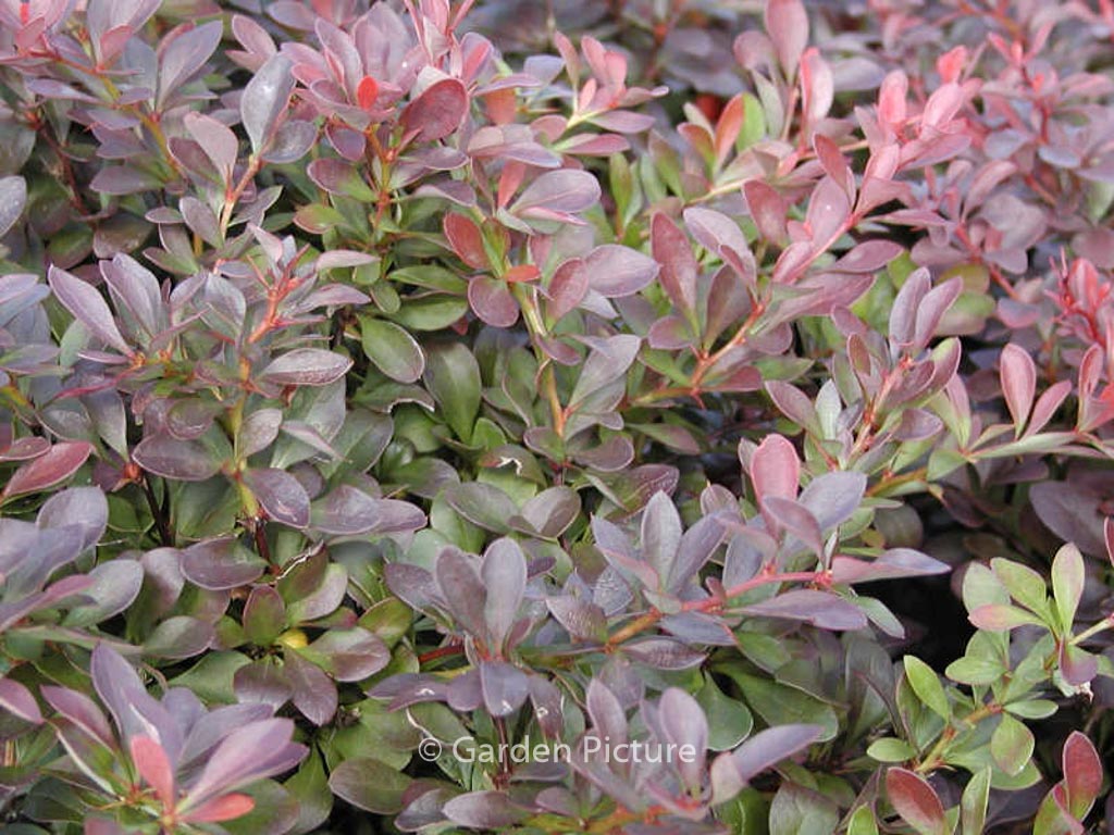 Berberis thunbergii ‚Atropurpurea Nana‘