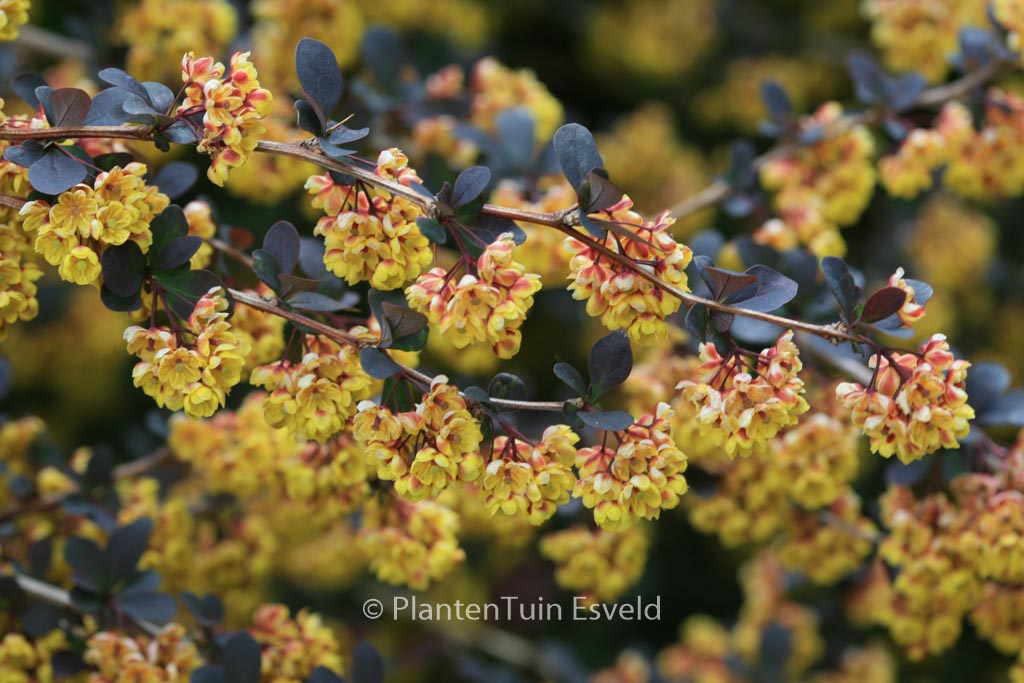 Berberis thunbergii ‚Atropurpurea‘