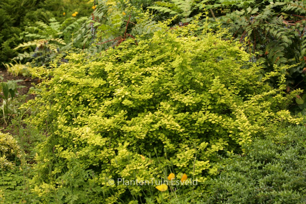 Berberis thunbergii ‚Aurea‘
