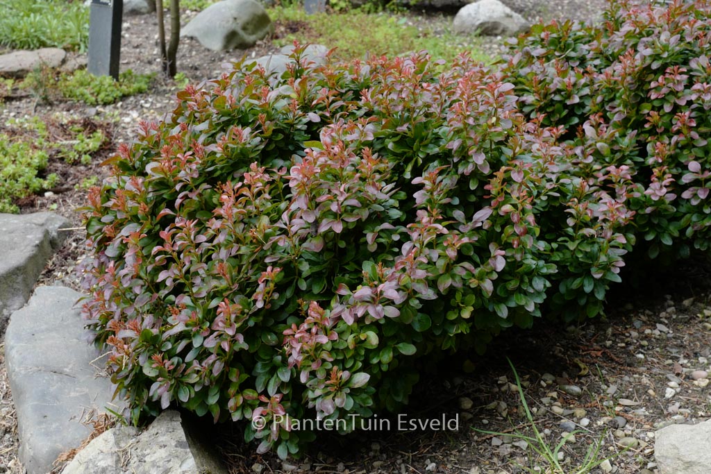 Berberis thunbergii ‚Bagatelle‘