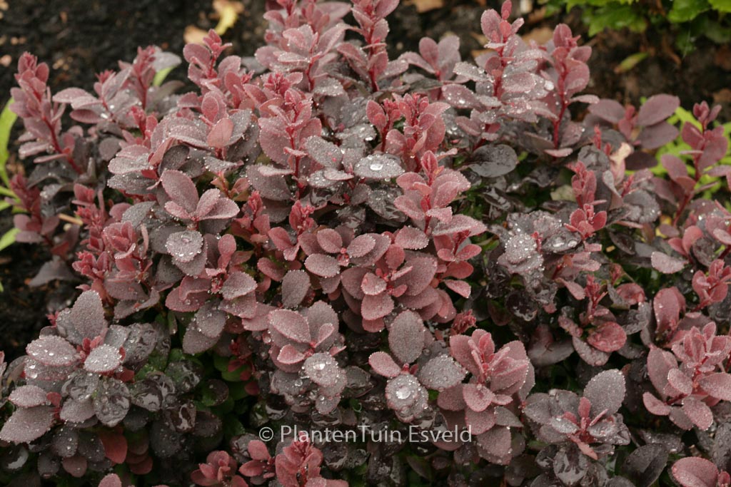 Berberis thunbergii ‚Concorde‘
