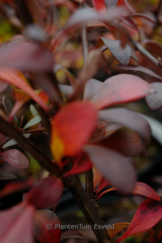 Berberis thunbergii ‚Dart’s Red Lady‘