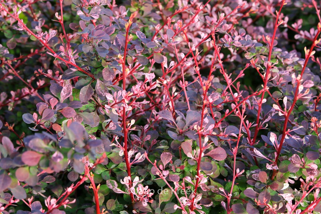 Berberis thunbergii ‚Flamingo‘