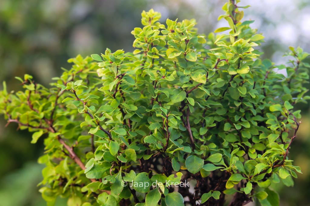 Berberis thunbergii ‚Goldalita‘