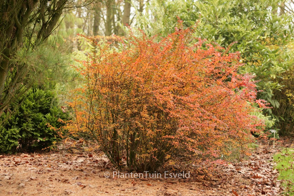 Berberis thunbergii ‚Golden Ring‘