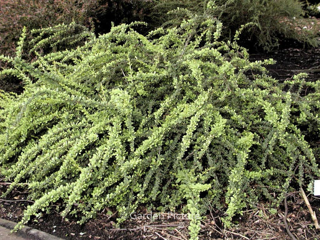 Berberis thunbergii ‚Green Carpet‘