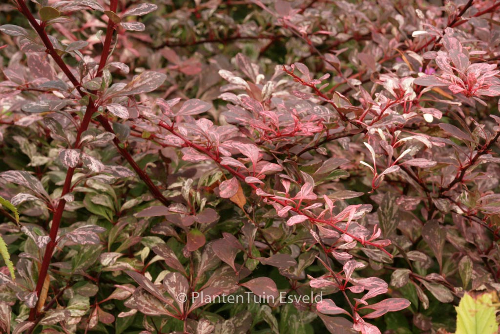 Berberis thunbergii ‚Harlequin‘