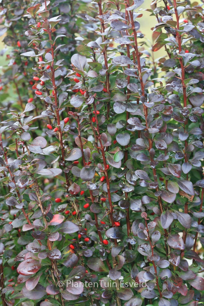Berberis thunbergii ‚Helmond Pillar‘
