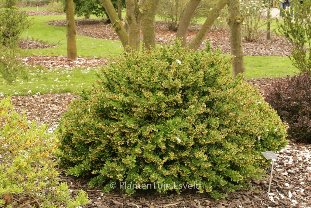 Berberis thunbergii ‚Kobold‘