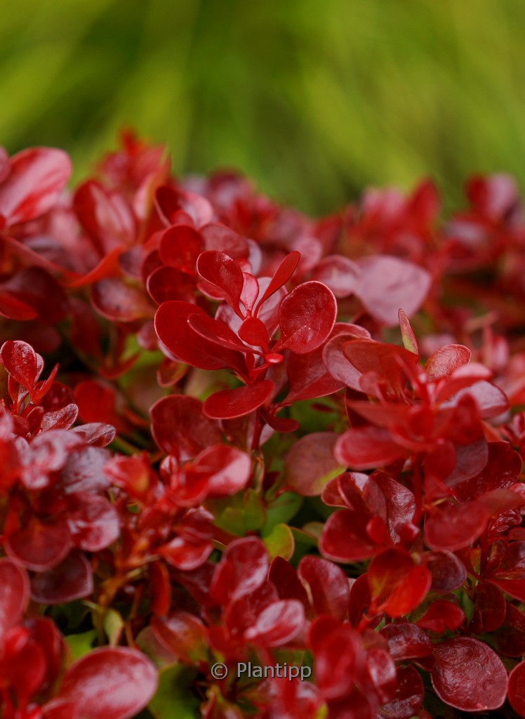 Berberis thunbergii ‚Lutin Rouge‘